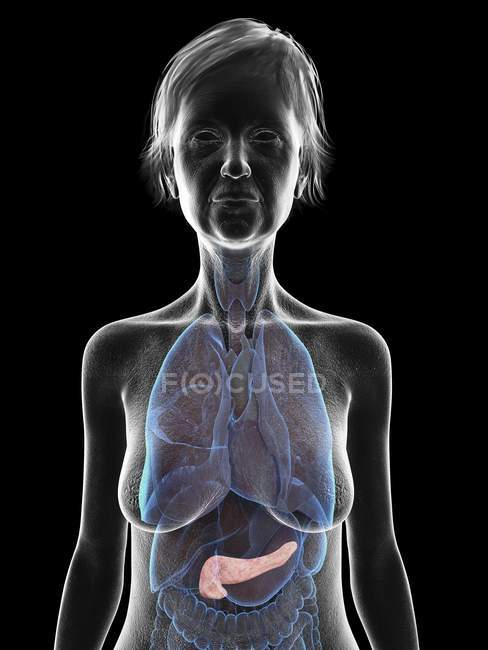 Silhouette grigia della donna anziana che mostra il pancreas nel corpo, illustrazione . — Foto stock