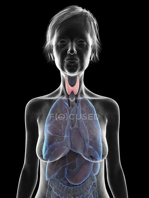 Silueta gris de silueta de mujer mayor con glándula tiroides resaltada, ilustración
. - foto de stock
