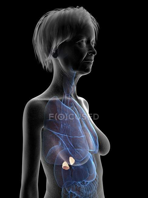 Ilustración de silueta de mujer mayor mostrando glándulas suprarrenales sobre fondo negro . - foto de stock