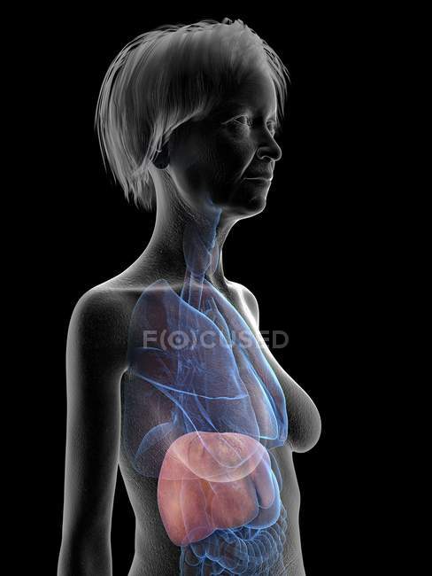 Illustration of senior woman silhouette showing liver on black background. — Stock Photo