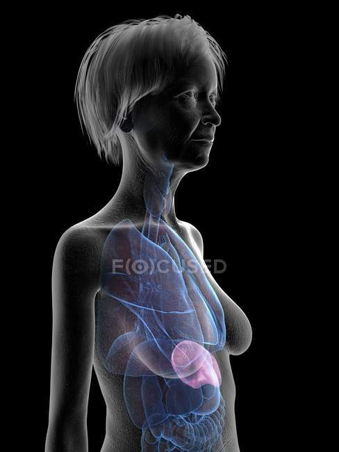 Grey senior female silhouette showing spleen in body, illustration. — Stock Photo