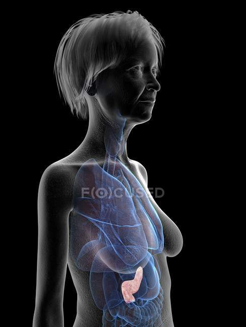 Graue Silhouette einer Seniorin mit Bauchspeicheldrüse im Körper, Illustration. — Stockfoto