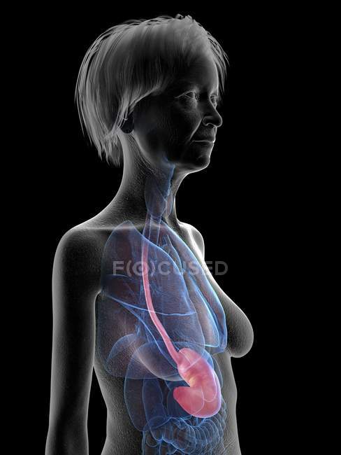 Grey silhouette of senior woman with highlighted stomach, medical illustration. — Stock Photo