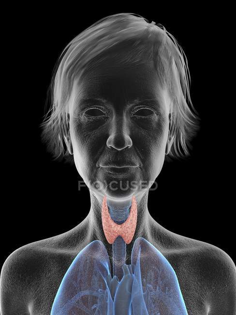 Silueta gris de silueta de mujer mayor con glándula tiroides resaltada, ilustración . - foto de stock