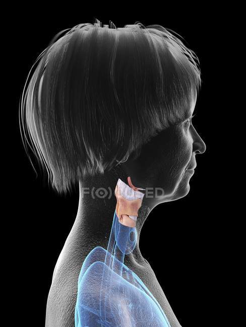 Ilustración de silueta de mujer mayor mostrando laringe sobre fondo negro
. - foto de stock