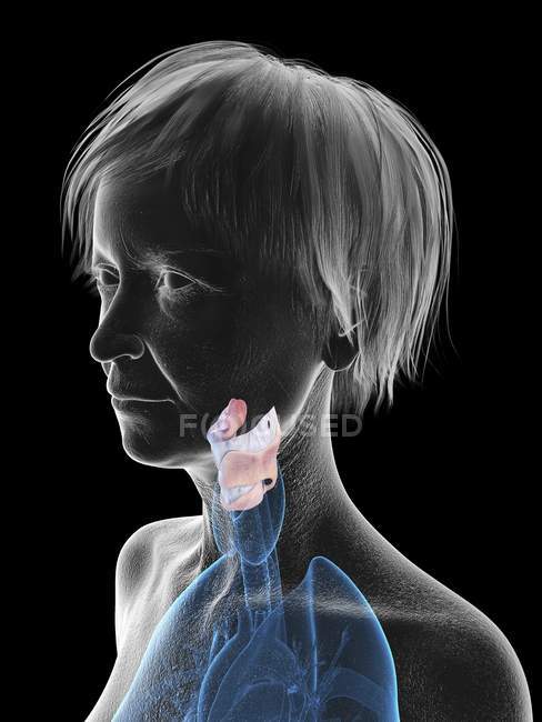 Ilustración de silueta de mujer mayor mostrando laringe sobre fondo negro . - foto de stock