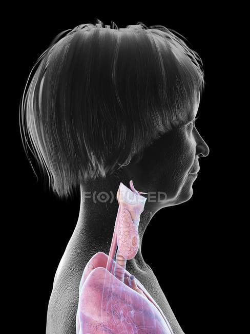 Illustration der Silhouette einer älteren Frau, die Kehlenanatomie auf schwarzem Hintergrund zeigt. — Stockfoto