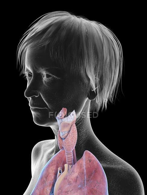 Ilustração da silhueta da mulher idosa mostrando a anatomia da garganta no fundo preto . — Fotografia de Stock
