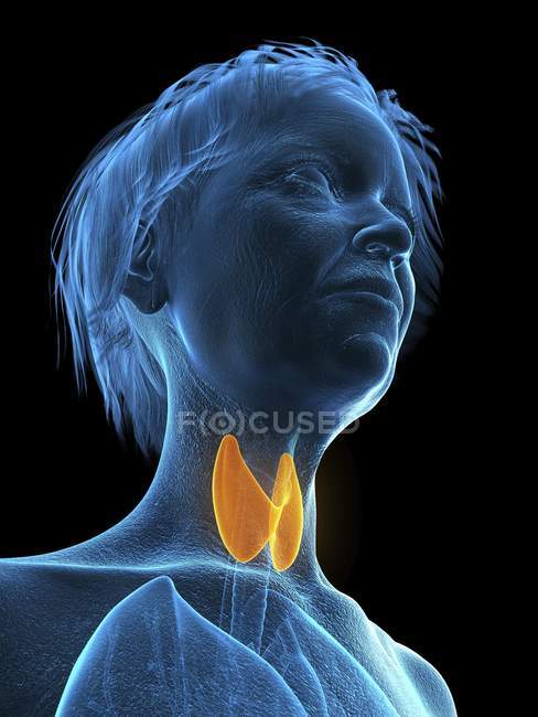 Silueta azul de silueta de mujer mayor con glándula tiroides resaltada . - foto de stock