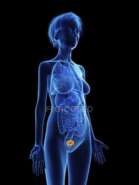 Illustration of senior woman blue silhouette with highlighted bladder on black background. — Stock Photo