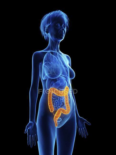 Illustration of senior woman blue silhouette with highlighted colon on black background. — Stock Photo