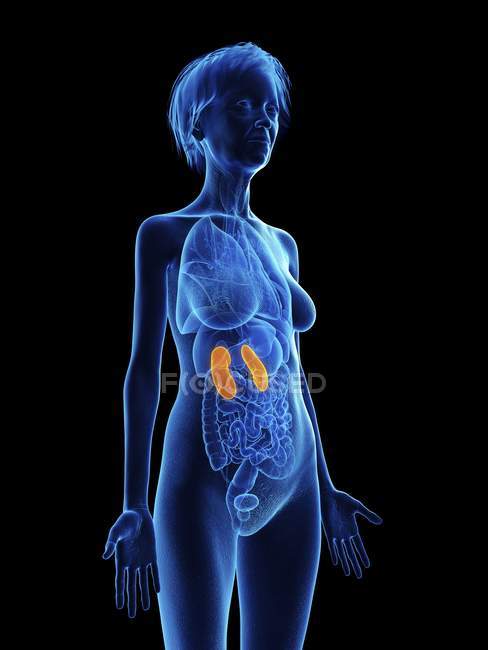 Illustration of senior woman blue silhouette with highlighted kidneys on black background. — Stock Photo