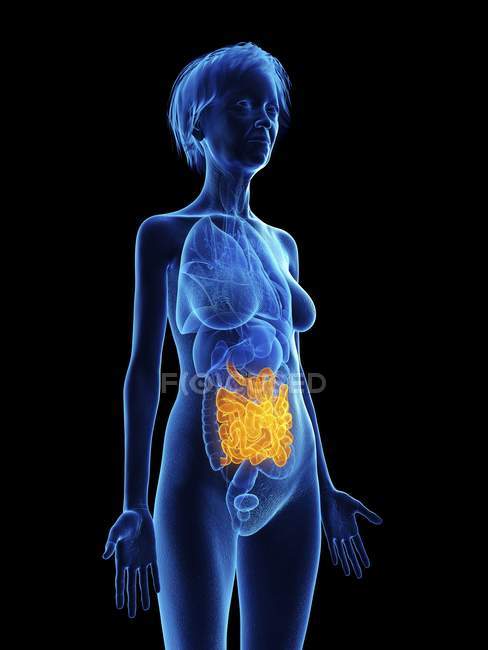 Illustration of senior woman blue silhouette with highlighted small intestine on black background. — Stock Photo