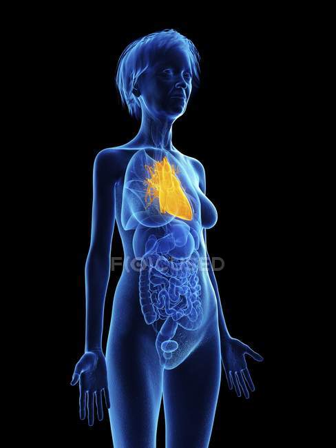 Illustration of senior woman blue silhouette with highlighted heart on black background. — Stock Photo