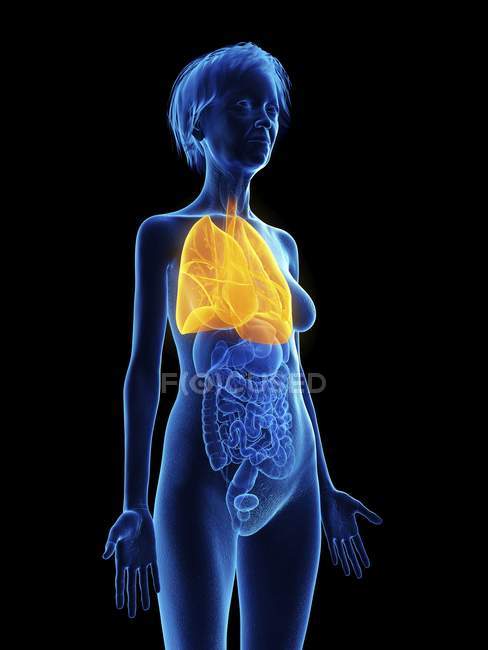 Illustration de la silhouette bleue femme âgée avec poumons surlignés sur fond noir
. — Photo de stock