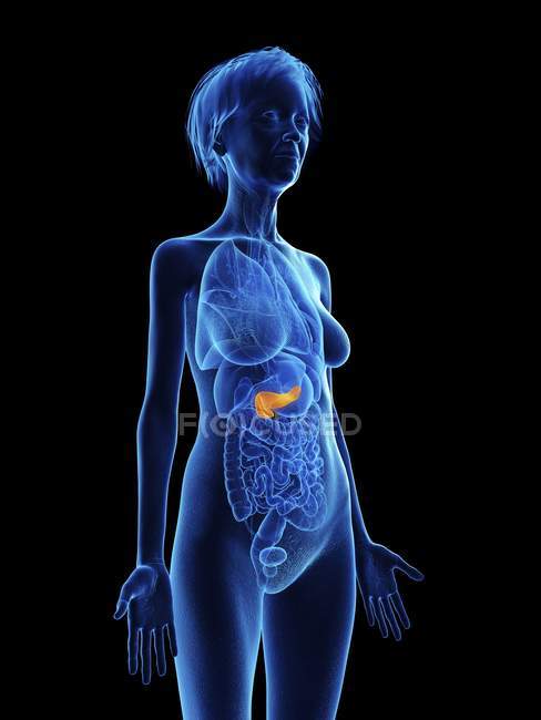 Silhouette blu della donna anziana che mostra il pancreas nel corpo . — Foto stock