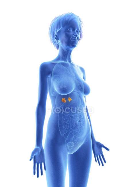Illustration of senior woman blue silhouette with highlighted adrenal glands on white background. — Stock Photo