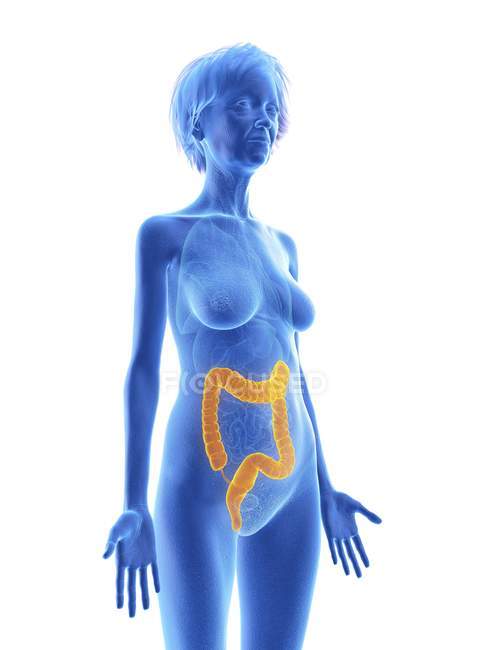 Illustration of senior woman blue silhouette with highlighted colon on white background. — Stock Photo