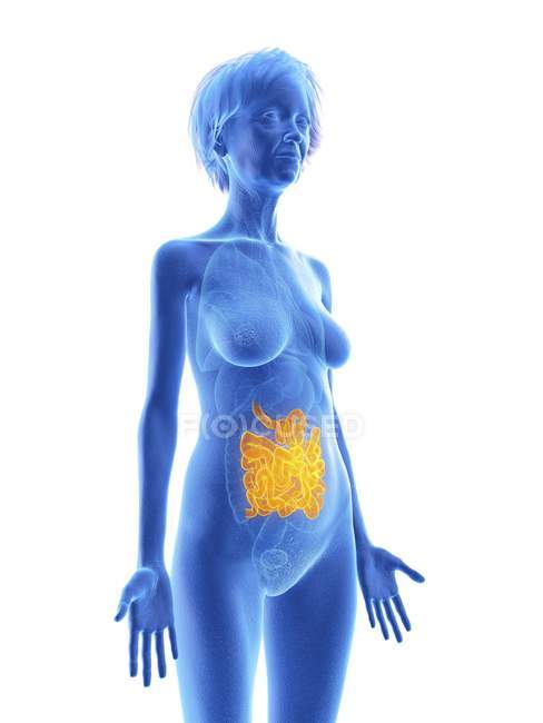 Illustration of senior woman blue silhouette with highlighted small intestine on white background. — Stock Photo