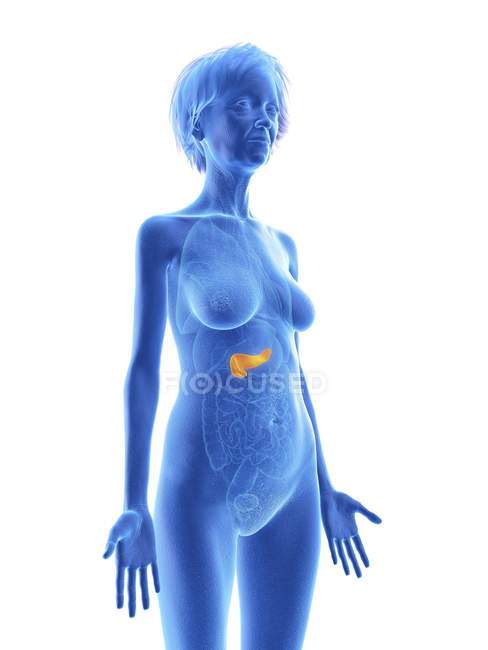Синий силуэт пожилой женщины, показывающий поджелудочную железу в теле . — стоковое фото