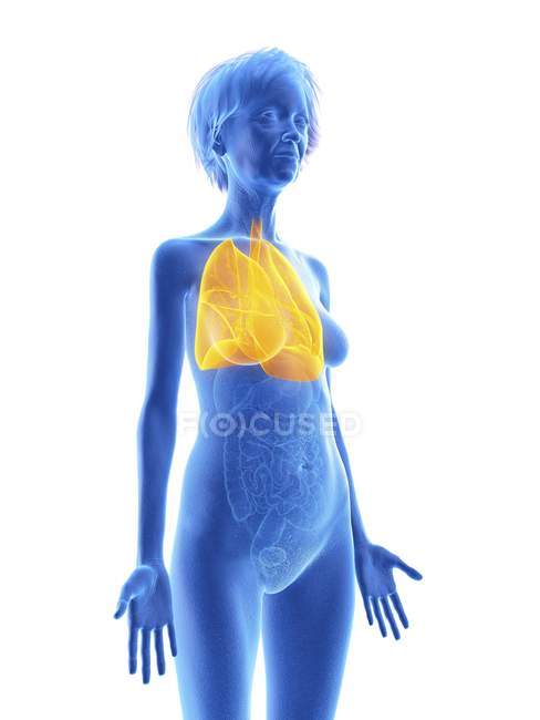 Illustration der älteren Frau blaue Silhouette mit hervorgehobenen Lungen auf weißem Hintergrund. — Stockfoto