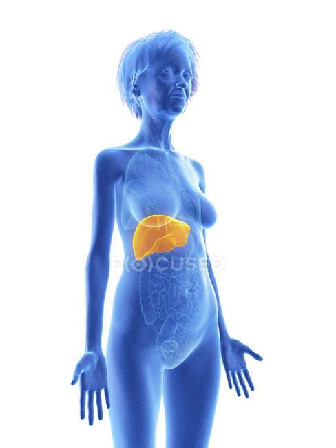 Ilustración de la mujer mayor silueta azul con el hígado resaltado sobre fondo blanco . - foto de stock