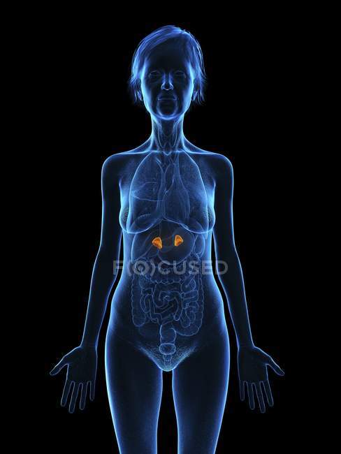 Ilustración de silueta de mujer mayor con glándulas suprarrenales de color sobre fondo negro . - foto de stock