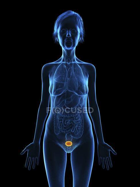 Illustration of senior woman silhouette with colored bladder on black background. — Stock Photo