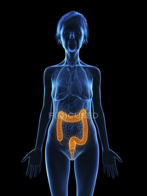 Illustration of senior woman silhouette with colored colon on black background. — Stock Photo