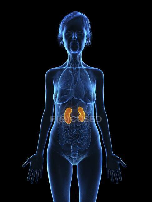 Ilustração de silhueta de mulher sênior com rins coloridos no fundo preto
. — Fotografia de Stock