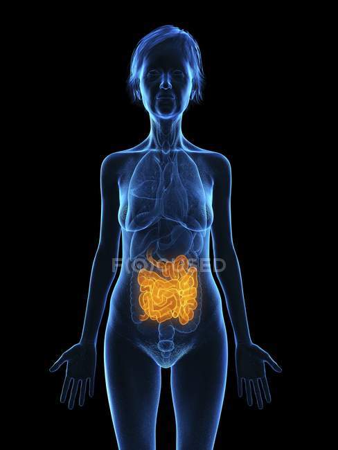 Illustration of senior woman silhouette with colored small intestine on black background. — Stock Photo