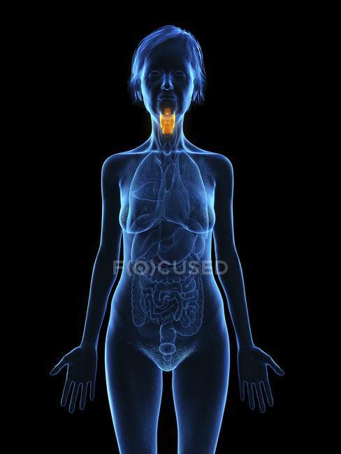 Illustration of senior woman silhouette with colored larynx on black background. — Stock Photo