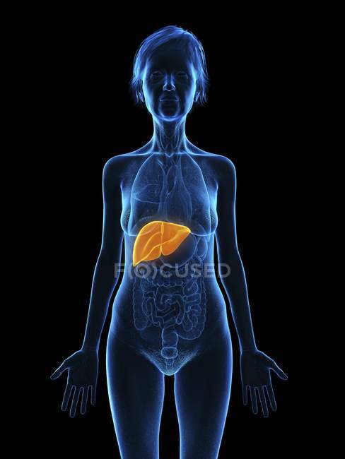 Illustration of senior woman silhouette with colored liver on black background. — Stock Photo