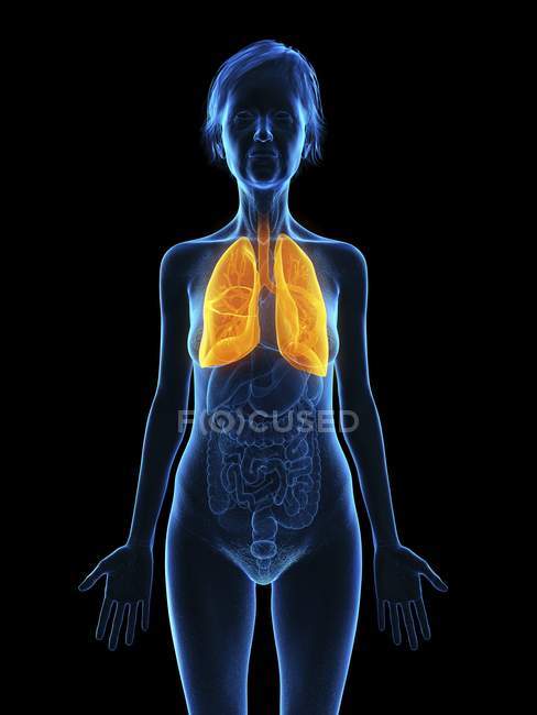 Ilustración de silueta de mujer mayor mostrando pulmones sobre fondo negro . - foto de stock
