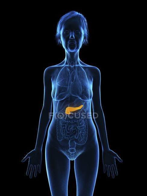 Silueta azul de la mujer mayor mostrando el páncreas en el cuerpo . - foto de stock