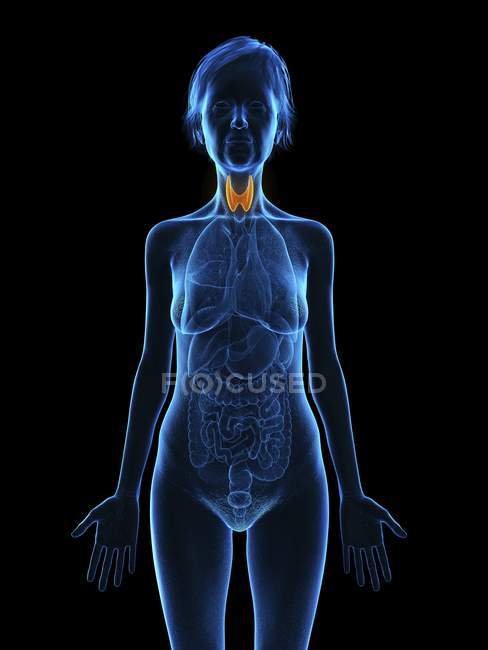 Silueta azul de silueta de mujer mayor con glándula tiroides resaltada . - foto de stock