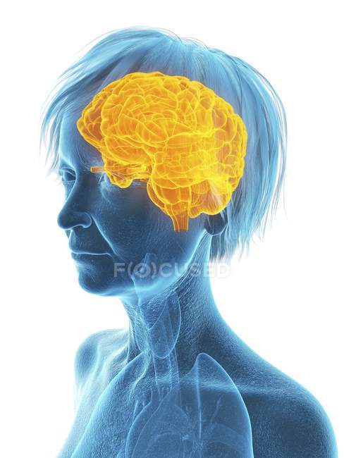 Ilustración médica de la silueta de la mujer mayor con el cerebro resaltado sobre fondo blanco
. - foto de stock