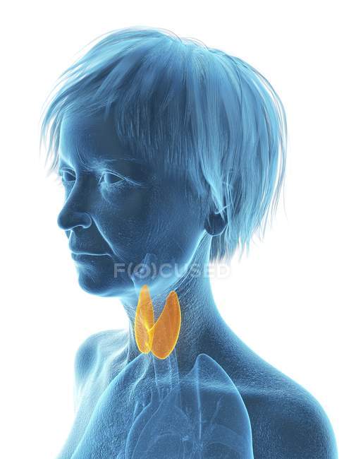 Silhueta azul de silhueta de mulher sênior com glândula tireóide destacada . — Fotografia de Stock