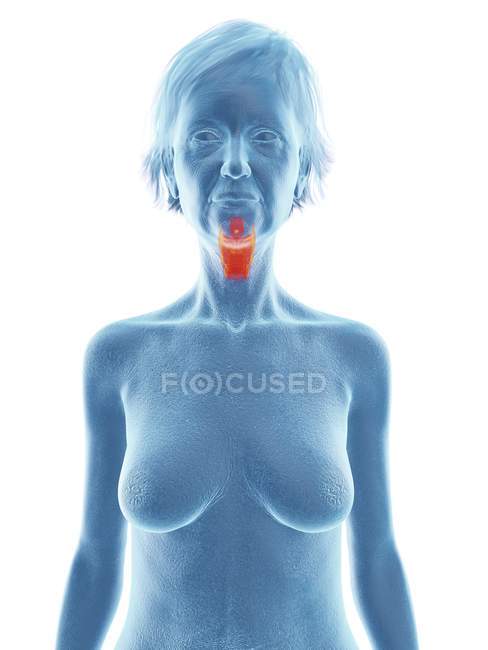 Illustration of senior woman blue silhouette with highlighted larynx on white background. — Stock Photo