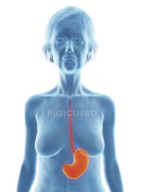 Silhouette bleue de la femme âgée avec l'estomac surligné, illustration médicale
. — Photo de stock