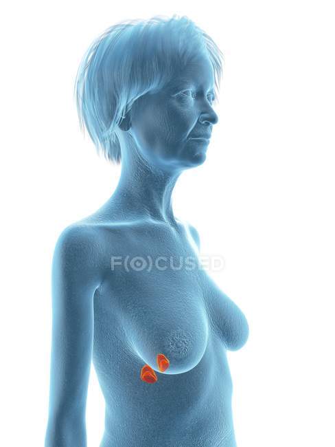 Ilustración de mujer mayor silueta azul con glándulas suprarrenales resaltadas sobre fondo blanco . - foto de stock