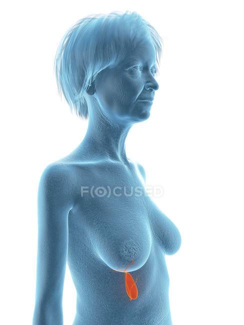 Illustration of senior woman blue silhouette with highlighted gallbladder on white background. — Stock Photo