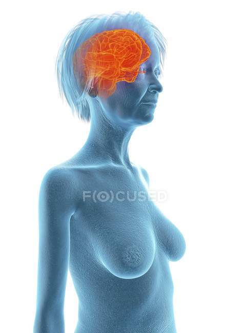 Ilustración médica de la silueta de la mujer mayor con el cerebro resaltado sobre fondo blanco
. - foto de stock