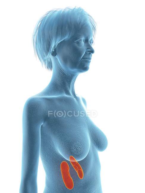 Ilustración de la mujer mayor silueta azul con los riñones resaltados sobre fondo blanco
. - foto de stock