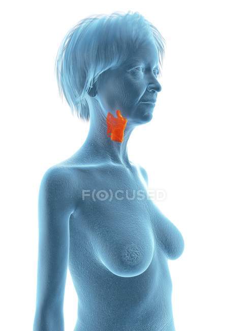 Ilustração da silhueta azul da mulher idosa com laringe destacada no fundo branco . — Fotografia de Stock