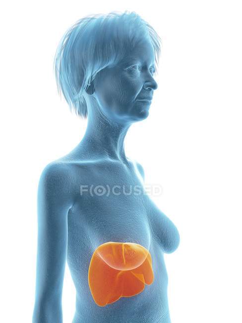 Ilustración de la mujer mayor silueta azul con el hígado resaltado sobre fondo blanco . - foto de stock