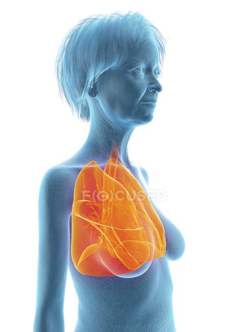 Ilustración de mujer mayor silueta azul con pulmones resaltados sobre fondo blanco . - foto de stock