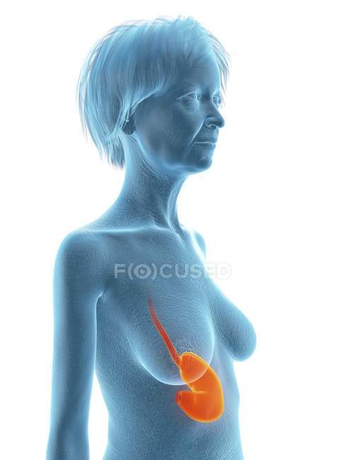 Silhouette bleue de la femme âgée avec l'estomac surligné, illustration médicale . — Photo de stock
