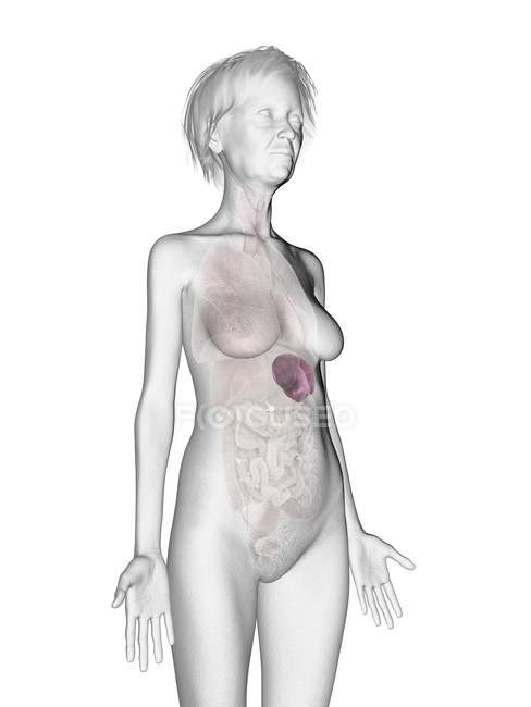 Grey senior female silhouette showing spleen in body. — Stock Photo