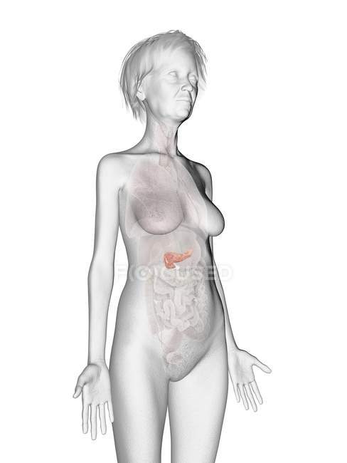 Silueta gris de la mujer mayor mostrando el páncreas en el cuerpo . - foto de stock